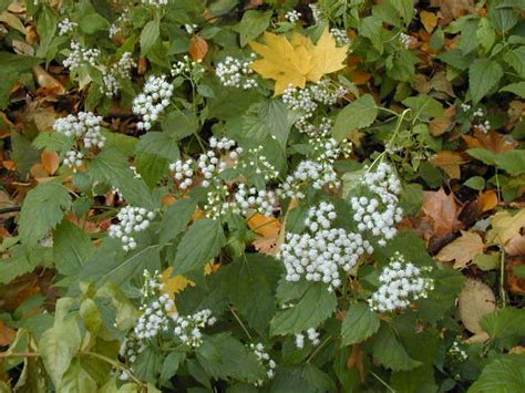 Photo: 1, Plant: White snakeroot [Ageratina altissima]