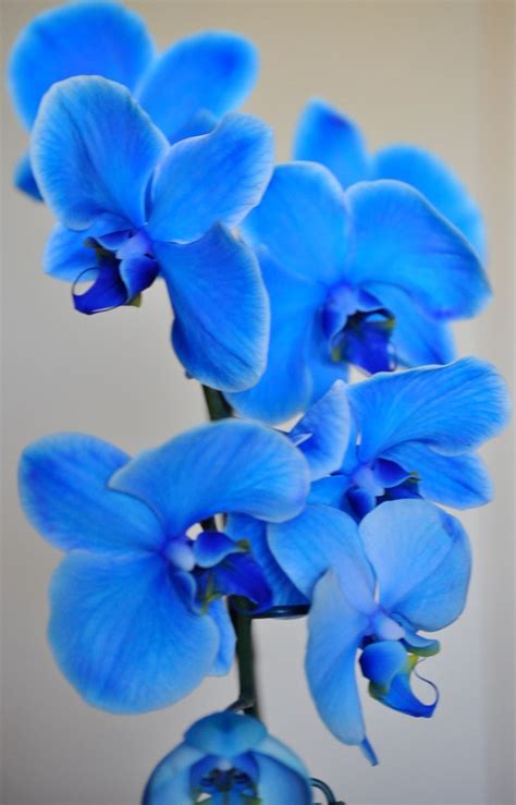 eletragesi: Blue Orchids Images