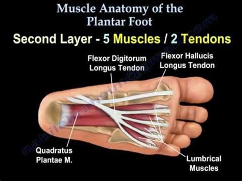 Layers of the Plantar Foot - Foot & Ankle - Orthobullets