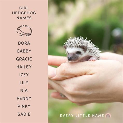 170+ Best Hedgehog Names (Cute, Funny, and Classic) - Every Little Name