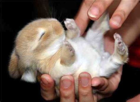 Cute Rabbits Sleepy Time 30 Adorable Snoozing Bunnies