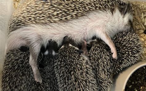 Hedgehog Breeding Challenges - Millermeade Farm's Critter Connection