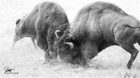 Devastating Bison Brawls of Summer 2022 - Robert Dotson Photography