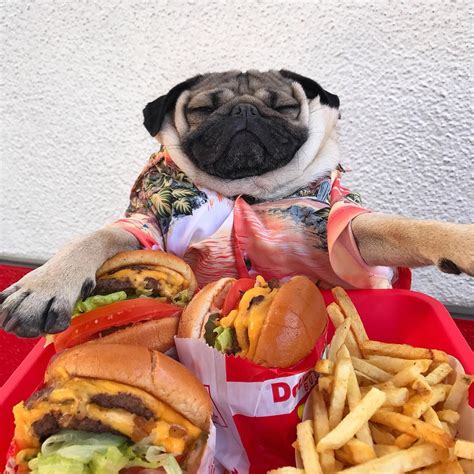 Tobi Blog | 15 Pug Instagram Accounts we're totally gushing over