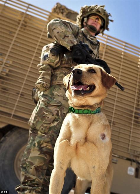 The dogs of Camp Bastion: Meet the military animals flown out to ...