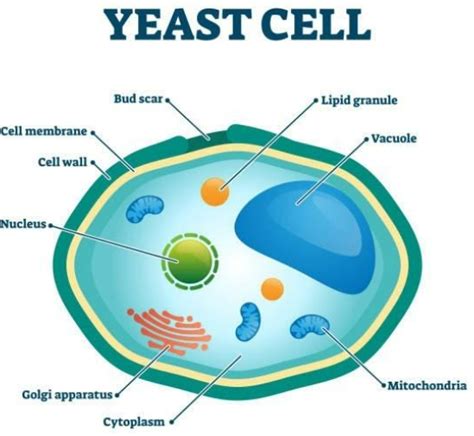 Is Yeast a Prokaryote?