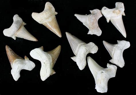 Otodus Fossil Shark Teeth For Sale - FossilEra.com