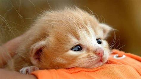 Cute Baby Cat Images Wallpaper - Cat's Blog