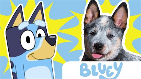 What Kind Of Dog Is Bluey From Bluey Bluey Heeler Puppy Dog Layered ...