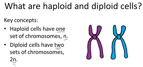 Diploid vs Haploid - Difference and Comparison | Diffen