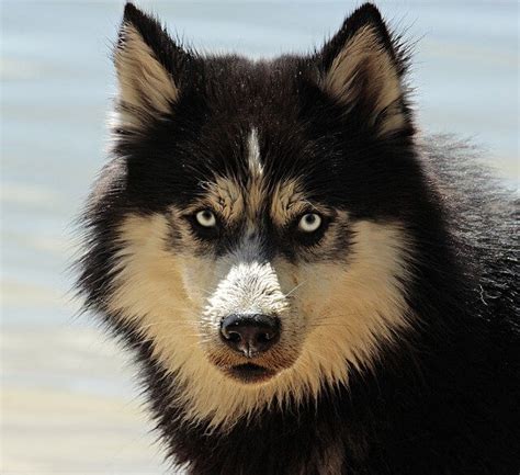 Husky Wolf Mix (Wolf-dog) - A Cross Of Striking Beauty And Intelligence