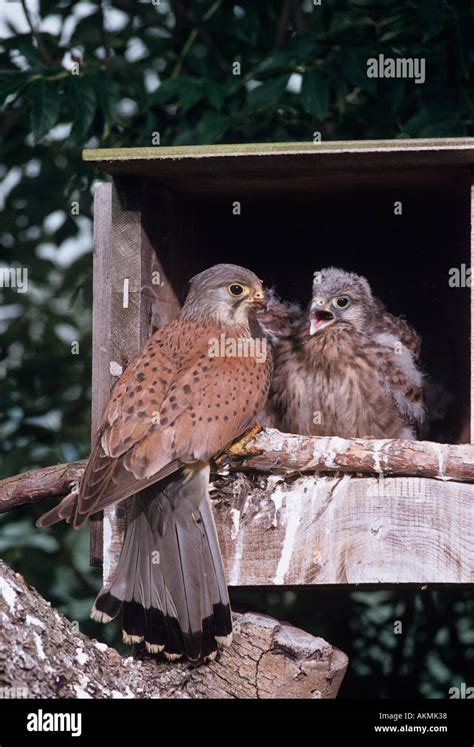 male Kestrel Falco tinnunculus and young in nesting box Stock Photo - Alamy