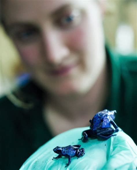 Keepers Breed Blue Frog For The First Time | HuffPost UK News