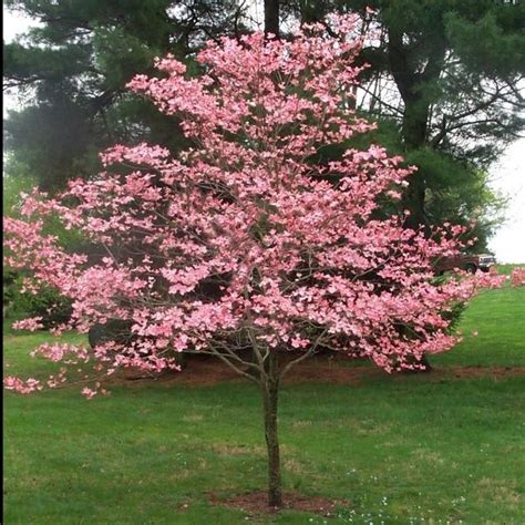 Buy Pink Dogwood Tree Plants & Trees Online | Pixies Gardens | Pink ...