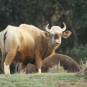 Gaur - Facts, Diet, Habitat & Pictures on Animalia.bio