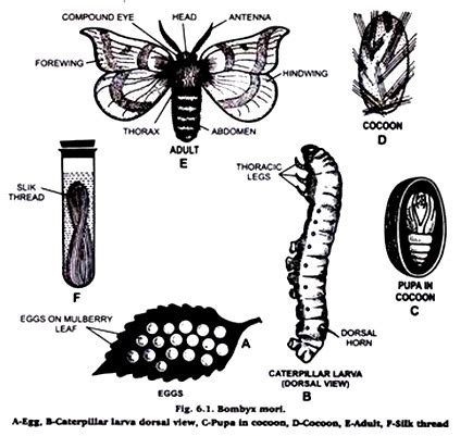 Life History of Silk Worms | Insects