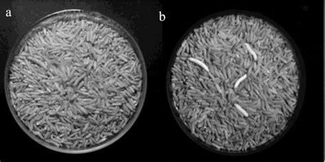 Larvae of the rice moth (C. cephalonica) on brown rice under reflected ...