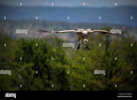 Aerial view of a vulture flying over a park in Tanzania Stock Photo - Alamy