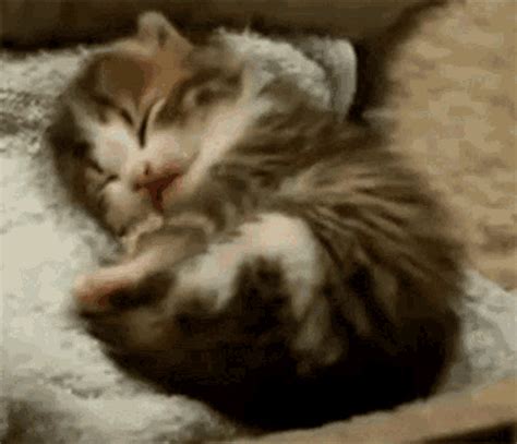 Cat Yawning GIFs | Tenor