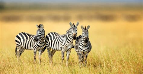 Zebra - A-Z Animals