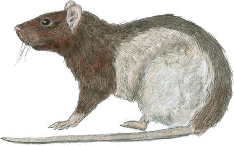 Rat, Epic (3.5e Creature) - D&D Wiki