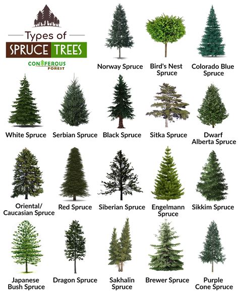 Spruce tree and its types with pictures. What does it look like, where ...