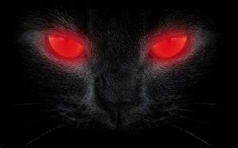 Red Cat Eyes For Halloween - Cat Meme Stock Pictures and Photos