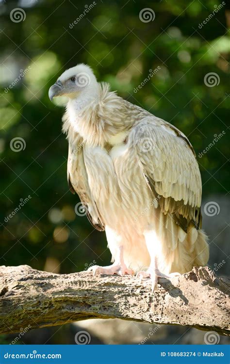 Himalayan griffon vulture stock photo. Image of grandiose - 108683274