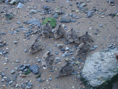 Gadwall Ducklings - The HUDSON RIVER PARK Companion