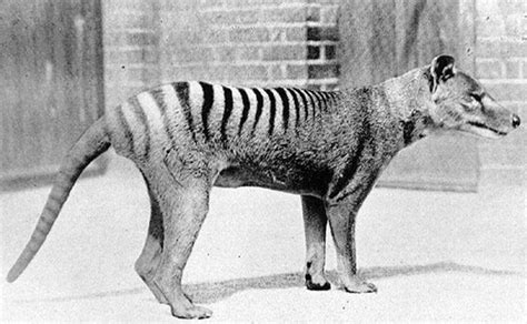 ADW: thylacine1.jpg