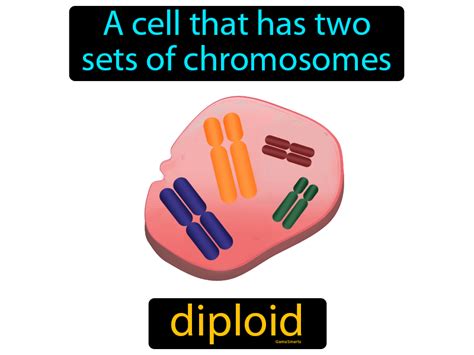 Diploid - Image - Game Smartz