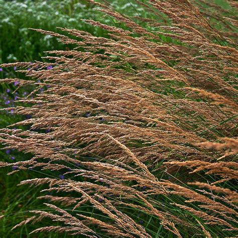 Calamagrostis canadensis (NGN) - Natural Garden Natives