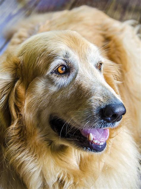 Golden Retriever Smile Photograph by Carolyn Marshall