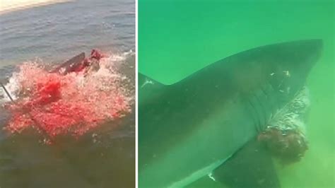 GRAPHIC IMAGES: Shark attacks seal, turns water red | Fox News