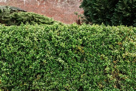 15 Best Evergreen and Flowering Shrubs for Hedges