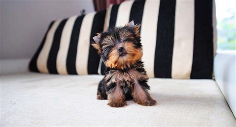 Toy Yorkshire Terrier Characteristics | Wow Blog