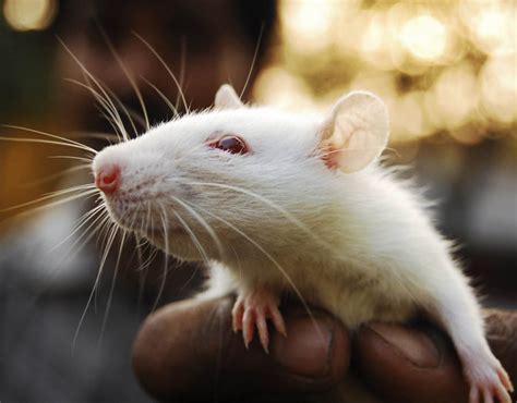 Rats make happy sound like laughter when they play | Fascinating facts ...