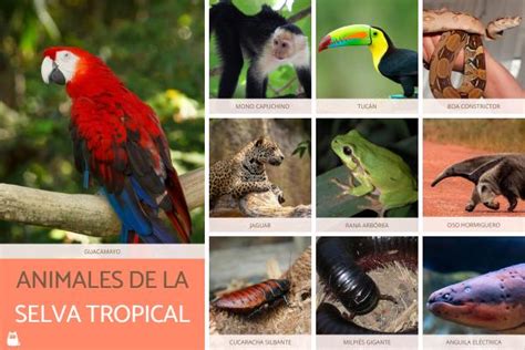 +70 animales de la selva - Tropical, peruana, amazónica y misionera con ...