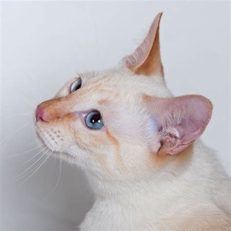 What Are Siamese Flame-Point Cats? [FAQ & Pictures] – TheCatSite Articles