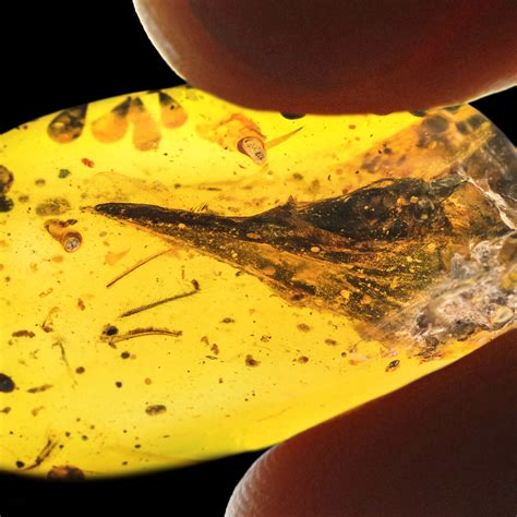 Smallest-ever fossil dinosaur found trapped in amber