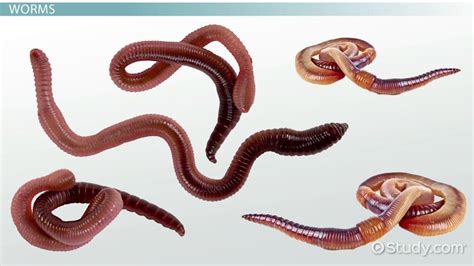 Worms | Characteristics, Types & List - Lesson | Study.com