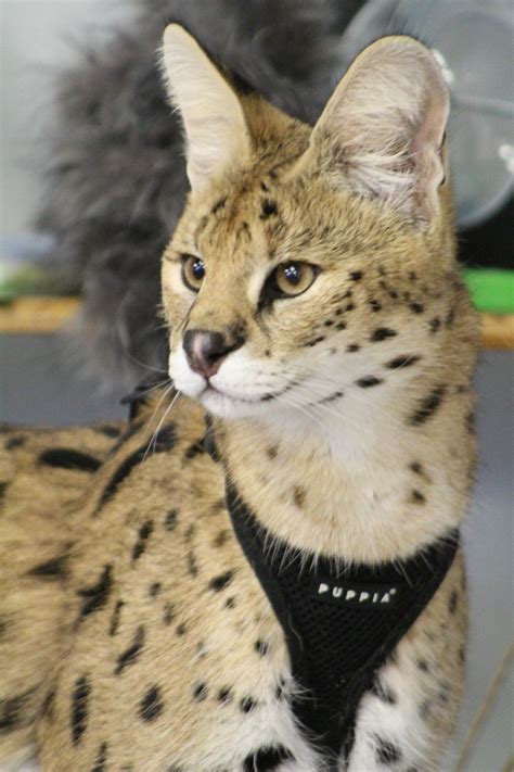 african serval cat