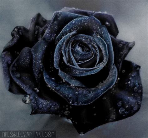 Black Rose - Drawing Skill