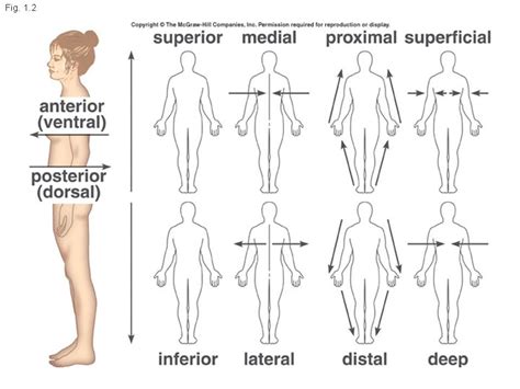 Anatomical Directions/ Positions Diagram | Quizlet