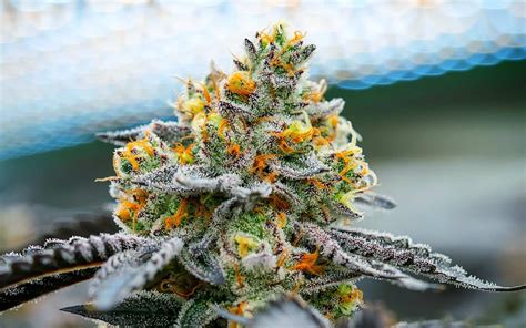 Best cannabis strains of summer 2020 | High Green News