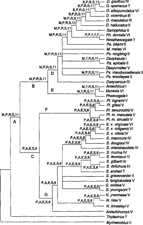 Figure 1 from The evolution of reproductive strategies in dasyurid ...