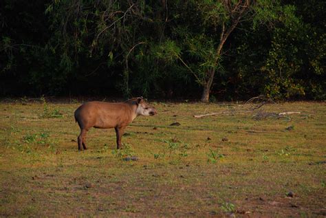 Tapir Conservation - LTCI