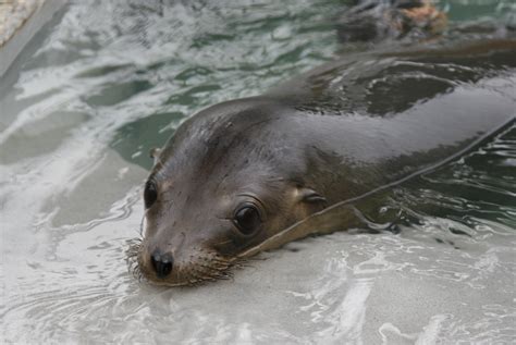 Record Number Of Stranded Sea Lion Pups Strains California Resources ...