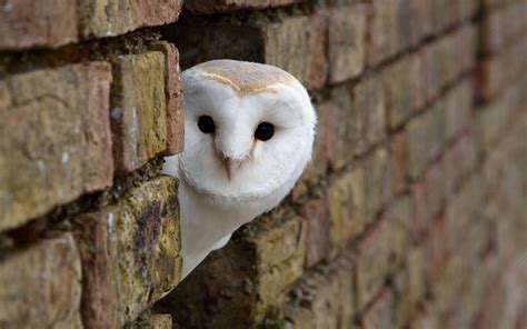 Cute Owl Wallpaper - WallpaperSafari