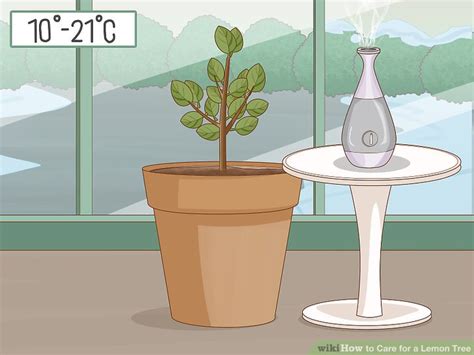 How to Care for a Lemon Tree: 15 Steps (with Pictures) - wikiHow